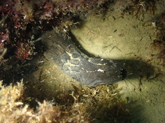 Phallusia fumigata