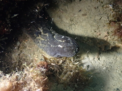 Phallusia fumigata
