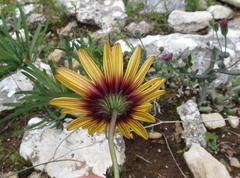 Osteospermum calcicola