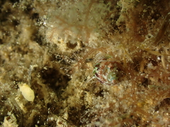 Tricolia pullus