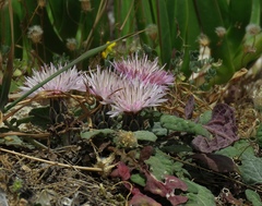Crocodilium creticum