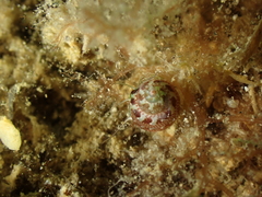 Tricolia pullus