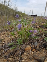 Pulsatilla dahurica