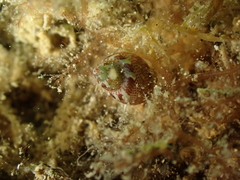 Tricolia pullus