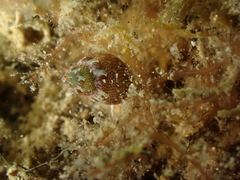 Tricolia pullus