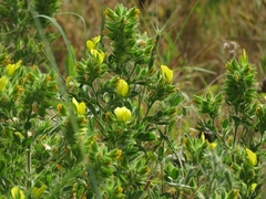 Ononis pubescens