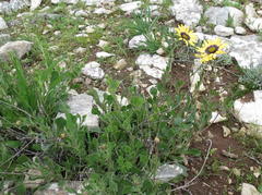 Osteospermum calcicola