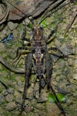 Pleioplectron hudsoni