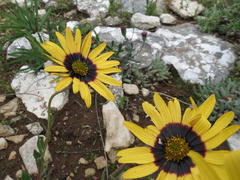 Osteospermum calcicola