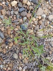 Poaceae