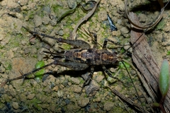 Pleioplectron hudsoni