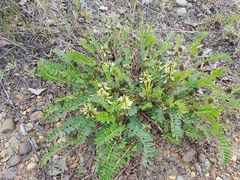 Astragalus schelichowii