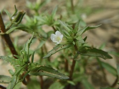 Gratiola pumilo