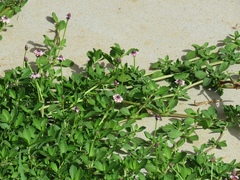 Phyla nodiflora minor