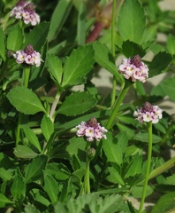 Phyla nodiflora minor