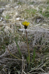 Taraxacum palustre