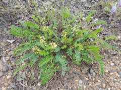 Astragalus schelichowii