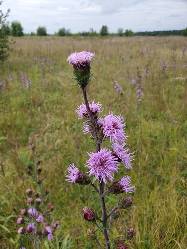 Image of Liatris novae by (c) Tom Field, some rights reserved (CC BY)