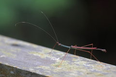 Marmessoidea