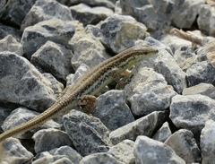 Ophisops elegans schlueteri