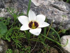 Romulea barkerae