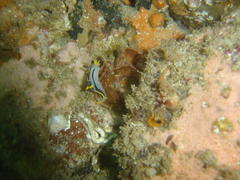 Polycera capensis