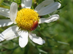 Neocrepidodera transversa