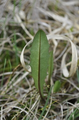 Taraxacum palustre