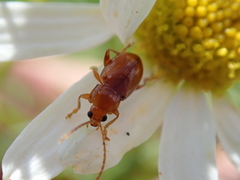 Neocrepidodera transversa