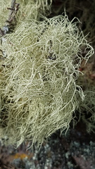 Usnea articulata