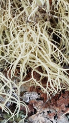 Usnea articulata