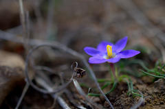 Syringodea longituba