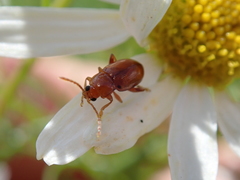 Neocrepidodera transversa