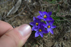 Syringodea longituba