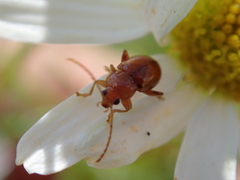 Neocrepidodera transversa