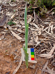 Thelymitra grandiflora