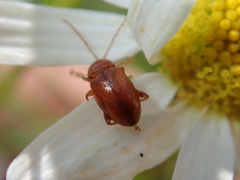 Neocrepidodera transversa