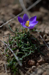 Syringodea longituba
