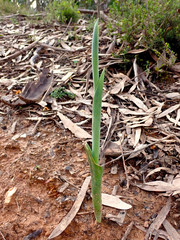 Thelymitra grandiflora