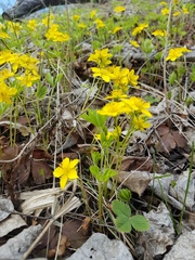 Waldsteinia ternata