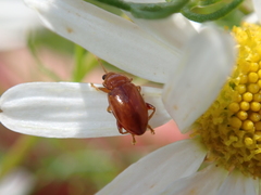 Neocrepidodera transversa