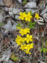 Waldsteinia ternata