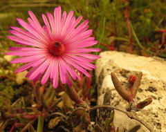 Cephalophyllum rostellum