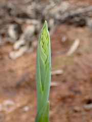 Thelymitra grandiflora