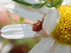 Neocrepidodera transversa