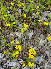 Waldsteinia ternata