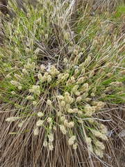 Carex appendiculata