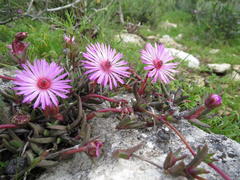 Cephalophyllum rostellum