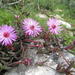 Cephalophyllum rostellum - Photo (c) kooscl, algunos derechos reservados (CC BY-NC)