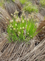 Carex appendiculata